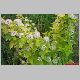 physocarpus aurea.jpg